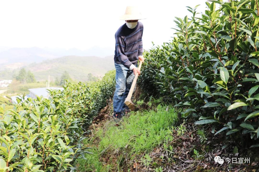 深度解析上市茶叶公司的行业要点与趋势