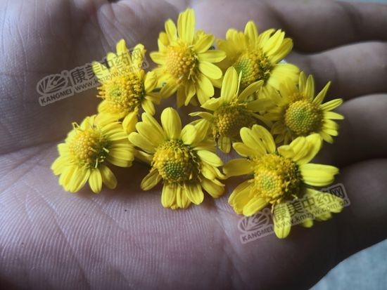 野菊花最新行情详解与指南