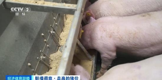 临沂生猪最新价格揭秘，小巷深处的猪肉秘境